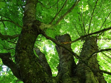 (Herisau city - Kanton Appenzell Ausserrhoden, İsviçre ağacının dalları gökyüzüne bir görünümünü)