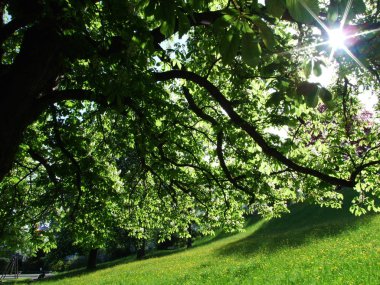 (Herisau city - Kanton Appenzell Ausserrhoden, İsviçre ağacının dalları gökyüzüne bir görünümünü)
