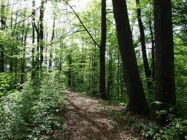 Bahar yaprak döken orman yakınındaki Herisau şehir (Canton Appenzell Ausserrhoden, İsviçre)