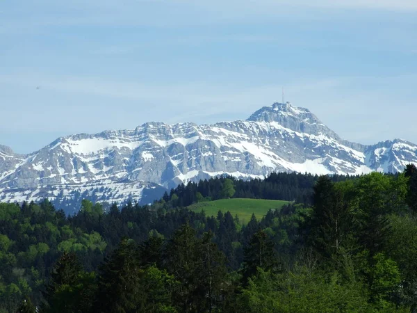 Himlen Genom Grenarna Trädet Staden Herisau Cantonen Appenzell Ausserrhoden Schweiz — Stockfoto
