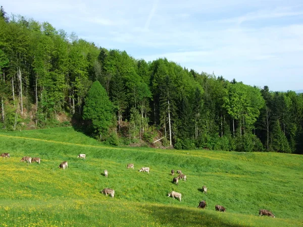 Betesmarker Och Kullarna Herisau Cantonen Appenzell Ausserrhoden Schweiz — Stockfoto