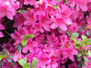 Büyük bir plan pembe dekoratif çiçek