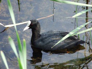 Kreuzlingen - Thurgau, İsviçre Lake Bodensee üzerinde ördek