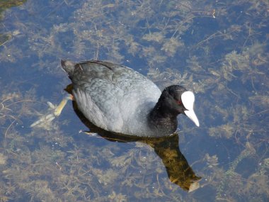 Kreuzlingen - Thurgau, İsviçre Lake Bodensee üzerinde ördek