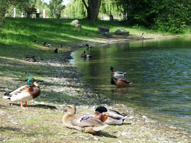 Kreuzlingen - Thurgau, İsviçre Lake Bodensee üzerinde ördek