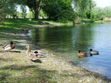 Ducks on Lake Bodensee in Kreuzlingen - Canton of Thurgau, Switzerland clipart
