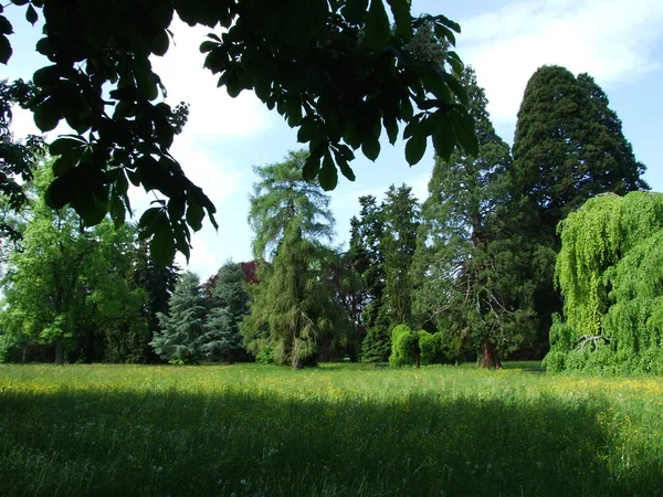 Parque Arboreto Seeburgpark Kreuzlingen Cantón Thurgau Suiza — Foto de Stock