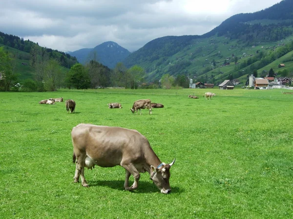 Vacas Pastagem Unterwasser Cantão Gallen Suíça — Fotografia de Stock