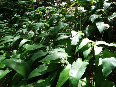 Allium ursinum Ramsons, buckrams, yabani sarımsak, yapraklı sarımsak, ahşap sarımsak, ayı pırasa veya ayı'nın sarımsak olarak bilinen