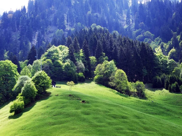 Stagni Colline Nella Valle Weisstannenthal Cantone San Gallo Svizzera — Foto Stock