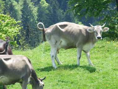 İnekler köyü Zrchersmhle -: Appenzell Ausserrhoden Canton, İsviçre eteklerinde
