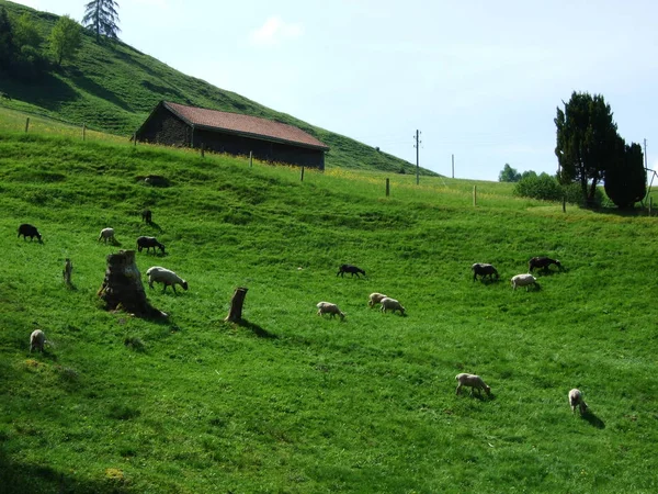 Krowy Obrzeżach Wsi Zrchersmhle Kanton Appenzell Ausserrhoden Szwajcaria — Zdjęcie stockowe