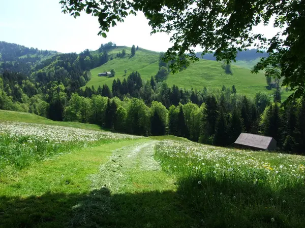 Pastwiska Wzgórza Szwajcaria Wieś Kanton Appenzell Ausserrhoden Zrchersmhle — Zdjęcie stockowe