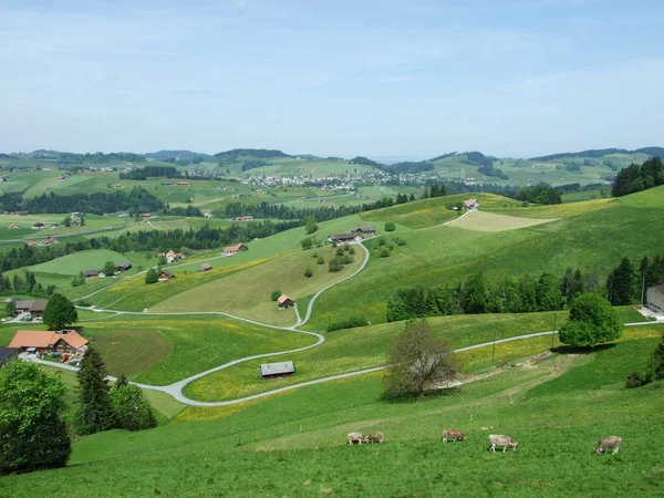 Vaches Périphérie Village Zrchersmhle Canton Appenzell Ausserrhoden Suisse — Photo