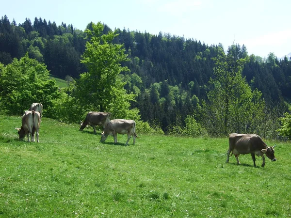 Коровы Окраине Деревни Zrchersmhle Кантон Аппенцелль Аусерроден Швейцария — стоковое фото