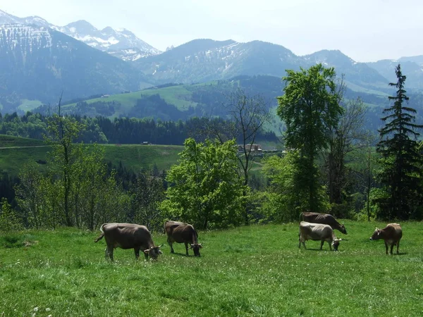 Cows Outskirts Village Zrchersmhle Canton Appenzell Ausserrhoden Switzerland — Stock Photo, Image