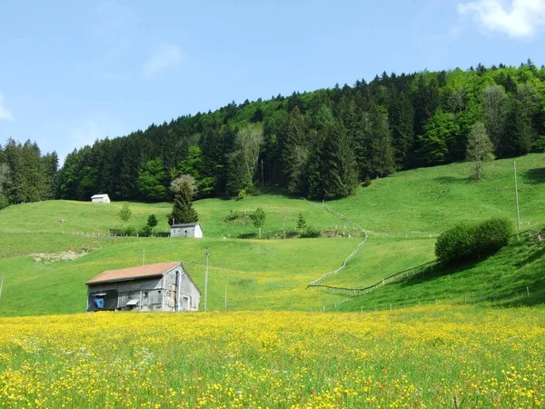 Fazendas Pastagens Aldeia Zrchersmhle Cantão Appenzell Ausserrhoden Suíça — Fotografia de Stock