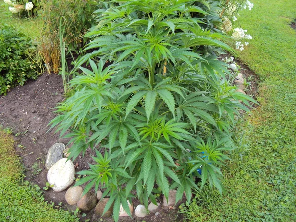 Marijuana Stalk Private Garden City Bern Capital Swiss Confederation — Stock Photo, Image