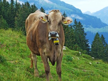 İnekler Appenzellerland bölgesi - Appenzell Innerrhoden Canton, İsviçre eteklerinde