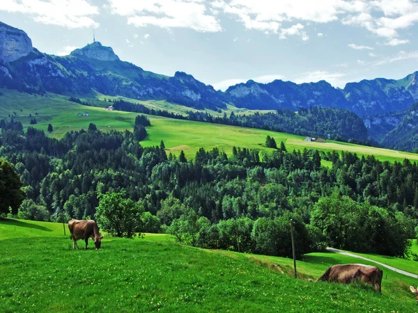 Корів Околиці Appenzellerland Регіон Кантону Аппенцелль Innerrhoden Швейцарія — стокове фото