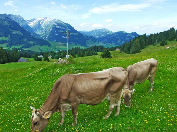Vacas Nos Arredores Região Appenzellerland Cantão Appenzell Innerrhoden Suíça — Fotografia de Stock