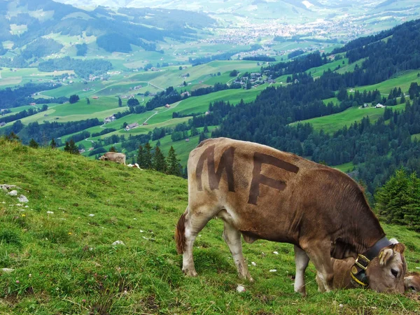Tehenek Szélén Appenzellerland Régió Canton Appenzell Innerrhoden Svájc — Stock Fotó