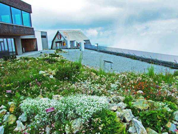 Alp Bahçe veya Alpengarten Hoher Kasten - Appenzell Innerrhoden, İsviçre