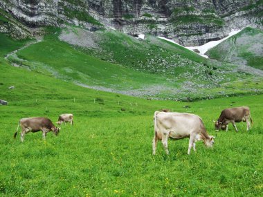 İnekler Appenzellerland bölgesi - Appenzell Innerrhoden Canton, İsviçre eteklerinde