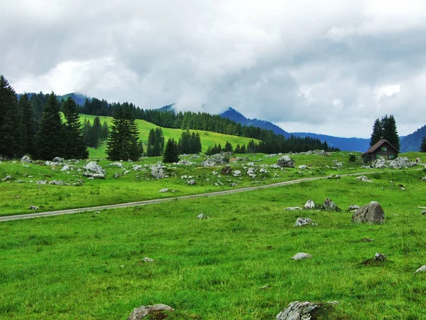 Мальовничі Пасовища Пагорбів Appenzellerland Кантону Аппенцелль Innerrhoden Швейцарія — стокове фото