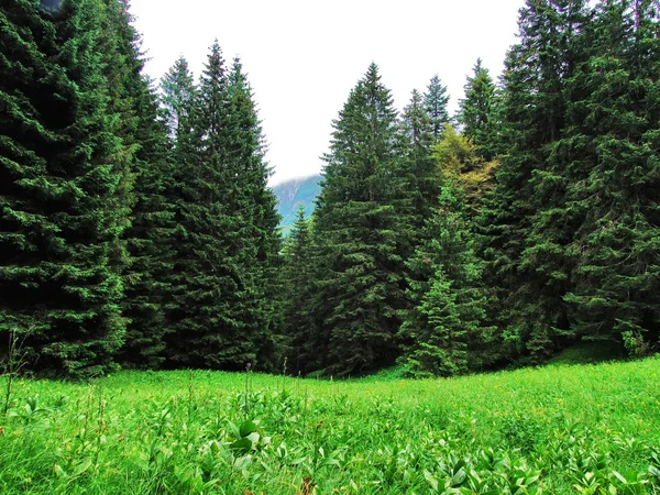 Malownicze Pastwiska Wzgórza Appenzellerland Kanton Appenzell Innerrhoden Szwajcaria — Zdjęcie stockowe