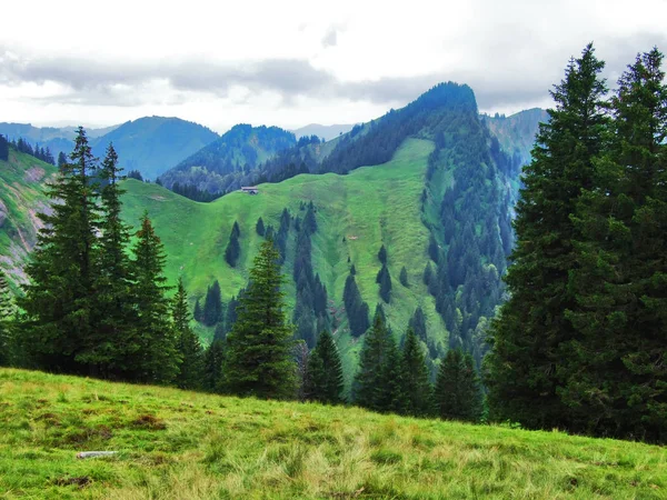 阿彭策尔兰平 Appenzellerland 风景如画的牧场和丘陵 瑞士阿彭策尔内罗登州 — 图库照片