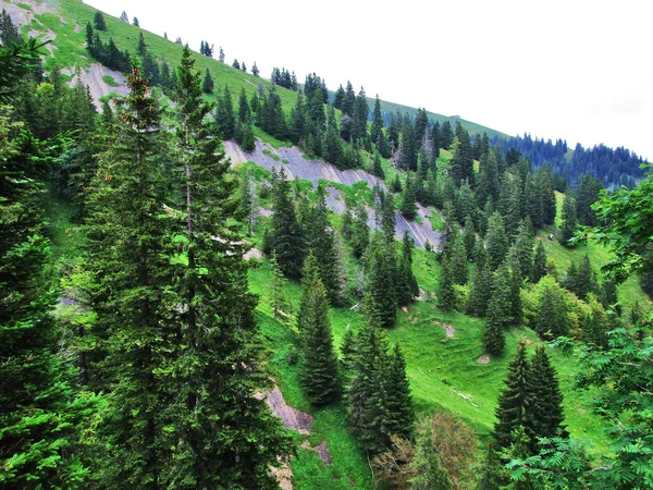 Malownicze Pastwiska Wzgórza Appenzellerland Kanton Appenzell Innerrhoden Szwajcaria — Zdjęcie stockowe