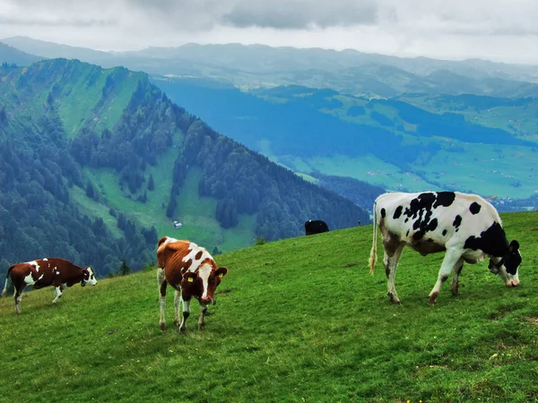 Vacas Nos Arredores Região Appenzellerland Cantão Appenzell Innerrhoden Suíça — Fotografia de Stock