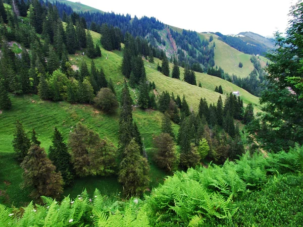 阿彭策尔兰平 Appenzellerland 风景如画的牧场和丘陵 瑞士阿彭策尔内罗登州 — 图库照片