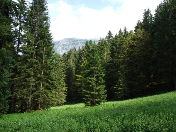 Malerische Almen Und Hügel Appenzellerland Kanton Appenzell Innerrhoden Schweiz — Stockfoto