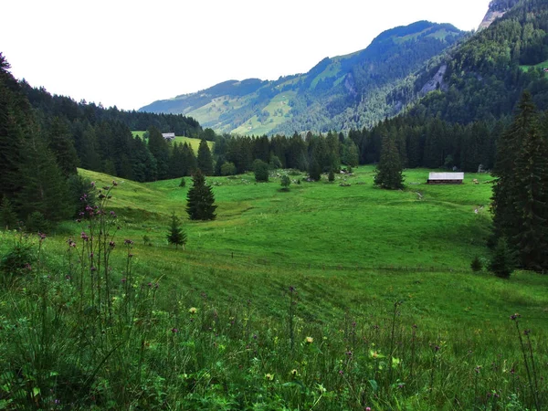 Fjällområde Lutisalp Nära Byn Bernhalden Kantonen Gallen Schweiz — Stockfoto