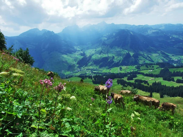 Panoramic View Landscape Obertoggenburg Mountain Canton Gallen Switzerland — Stock Photo, Image