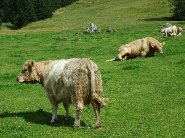 Koeien Aan Rand Van Regio Obertoggenburg Zwitserse Gallen — Stockfoto