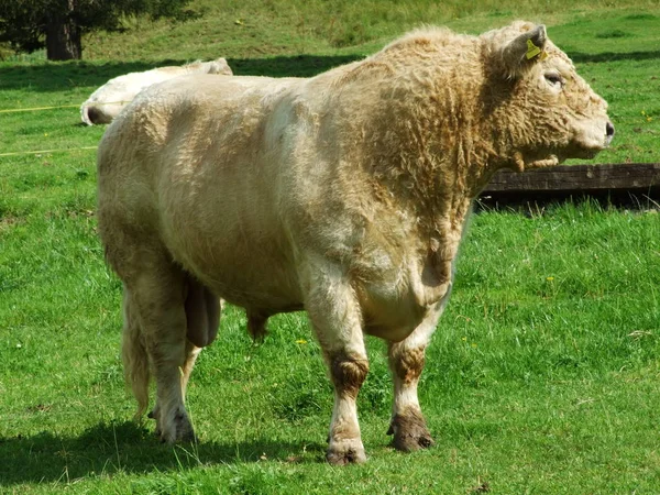 Vacas Nos Arredores Região Obertoggenburg Cantão Gallen Suíça — Fotografia de Stock