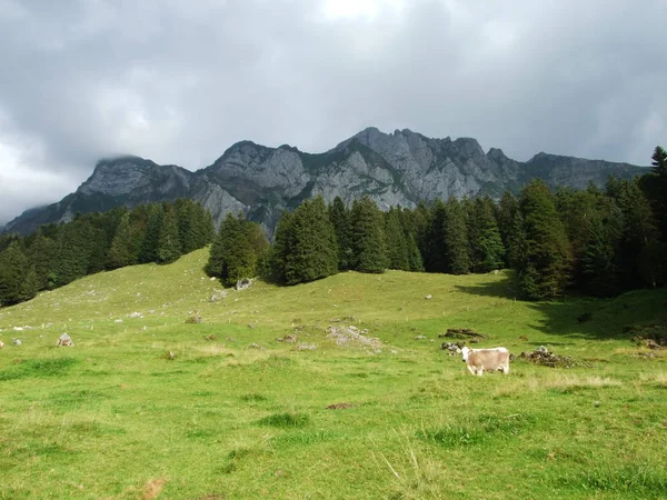 牛の果て ザンクトガレン スイス カントン Obertoggenburg — ストック写真