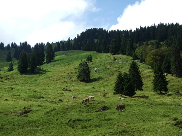 Paisaje Alpino Zona Lutisalp Canton Gallen Suiza — Foto de Stock