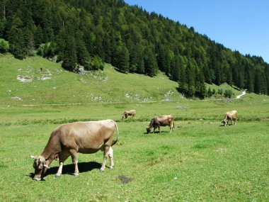 İnekler eteklerinde, Samtisersee ve Brulisau alanı - Appenzell Innerrhoden Canton, İsviçre