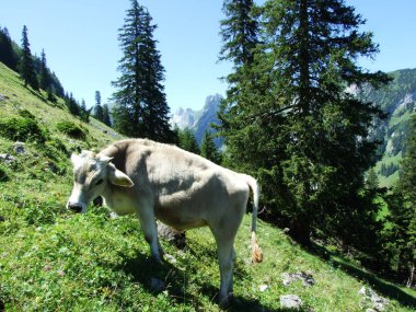 İnekler eteklerinde, Samtisersee ve Brulisau alanı - Appenzell Innerrhoden Canton, İsviçre