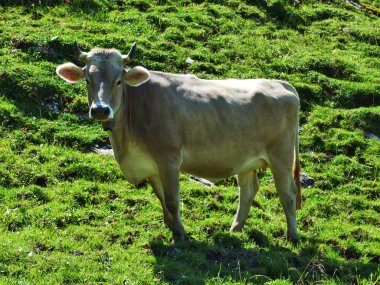 İnekler eteklerinde, Samtisersee ve Brulisau alanı - Appenzell Innerrhoden Canton, İsviçre