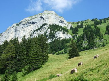 İnekler eteklerinde, Samtisersee ve Brulisau alanı - Appenzell Innerrhoden Canton, İsviçre