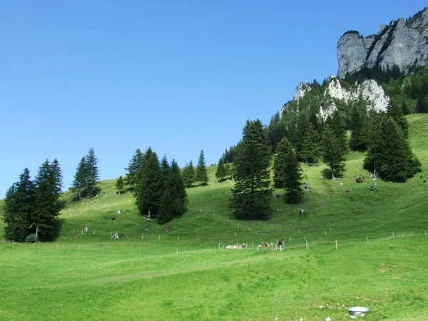 Мальовничі Пасовища Пагорби Appenzellerland Районі Кантону Аппенцелль Innerrhoden Швейцарія — стокове фото