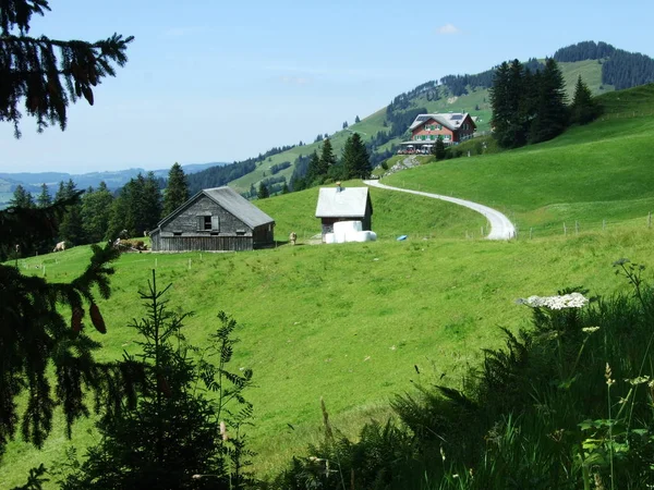 Gospodarstw Rolnych Pastwisk Appenzellerland Regionu Kanton Appenzell Innerrhoden Szwajcaria — Zdjęcie stockowe