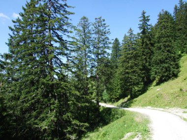 İğne yapraklı orman Alpstein dağ silsilesi - Appenzell Innerrhoden Canton, İsviçre
