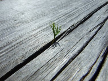 Açık ahşap bir masa dışında büyüyen yalnız bir küçük bitki