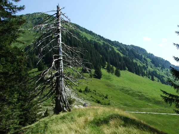 Γραφικό Λιβάδια Και Τους Λόφους Της Obertoggenburg Περιοχή Καντόνιο Του — Φωτογραφία Αρχείου